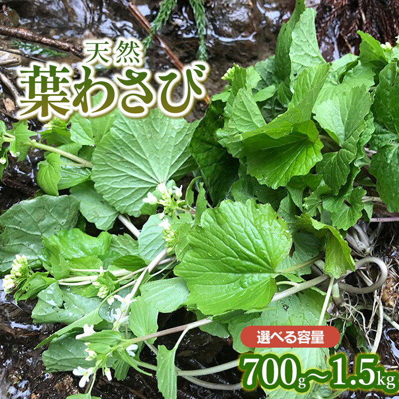 【ふるさと納税】【令和8年産先行予約】天然 葉わさび 【700g〜1.5kg】 山菜　わかば屋　2026年
