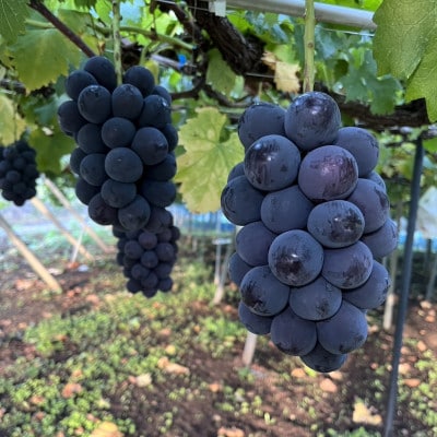 ピオーネ2房(1.3～1.5kg)【配送不可地域：離島】