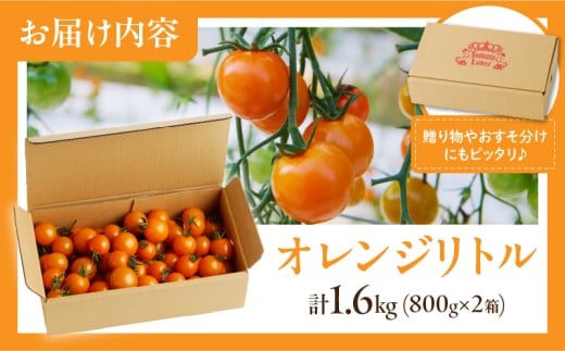 先行予約≪期間限定≫オレンジリトル（計1.6kg）_T040-0011【ミニトマト 野菜 サラダ 国産 人気 ギフト 食品 とまと フルーツ 新鮮 お土産 送料無料 プレゼント】