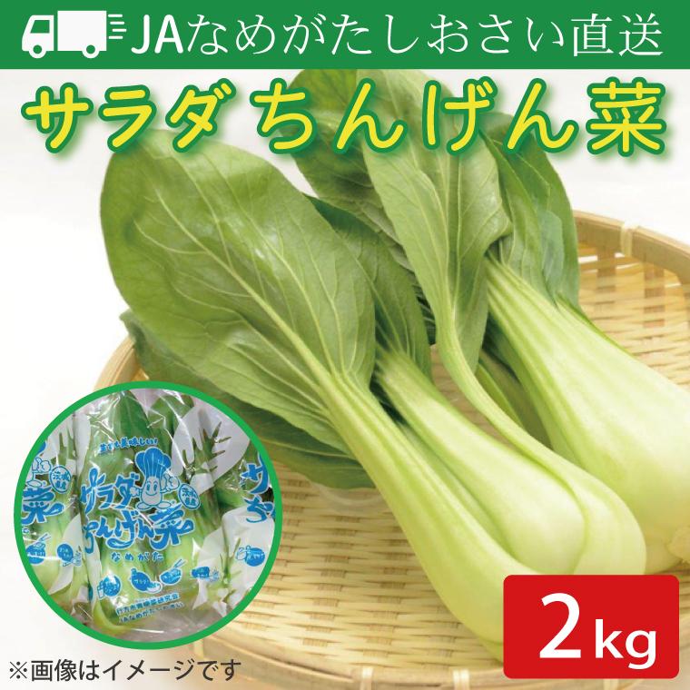 【2026年10月より順次発送開始】JAなめがたしおさい直送「サラダちんげん菜」約2kg｜サラダ さらだ チンゲン菜 ちんげん菜 野菜 やさい 直送 旬 茨城県 行方市(AE-49)