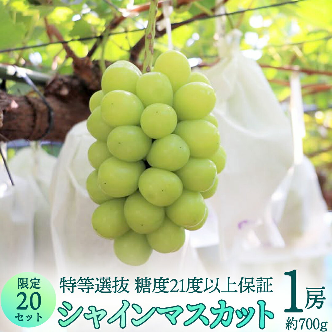 【ふるさと納税】特等選抜 シャインマスカット（ 約700g ／ 糖度21度以上保証 ）【限定20セット】 桜川市産 弓削ぶどう園 ぶどう 葡萄 果物 フルーツ 産地直送 数量限定