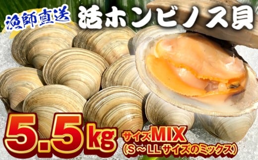 漁師直送！活ホンビノス貝5.5kg（サイズミックス）　ホンビノス 貝 白はまぐり 大あさり 浜焼き BBQ バーベキュー アウトドア キャンプ 漁師直送 産地直送 魚介類 海鮮 貝 シーフード クラムチャウダー スープ パスタ 天ぷら 酒蒸し 千葉県