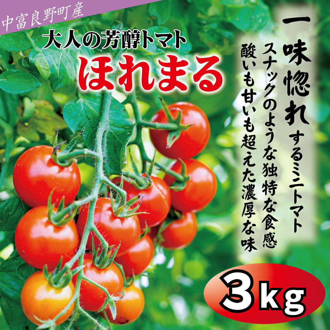 【ふるさと納税】【中富良野町】寺坂農園ミニトマト　ほれまる　3kg