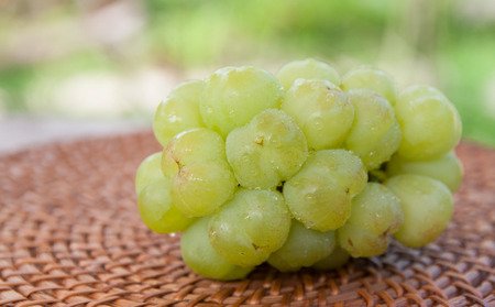 桃太郎ぶどう 1房 約500g 【先行予約 2026年8月下旬から順次発送】