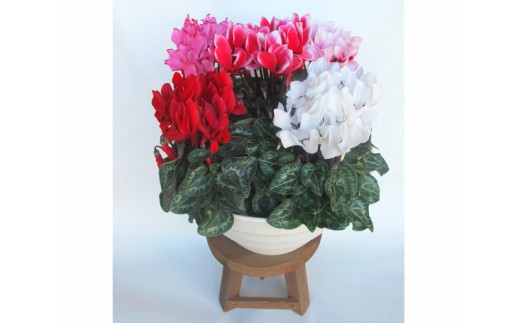 
            ガーデンシクラメン　寄せ植え　10号鉢 ／ お花 鑑賞 埼玉県 No.021
          