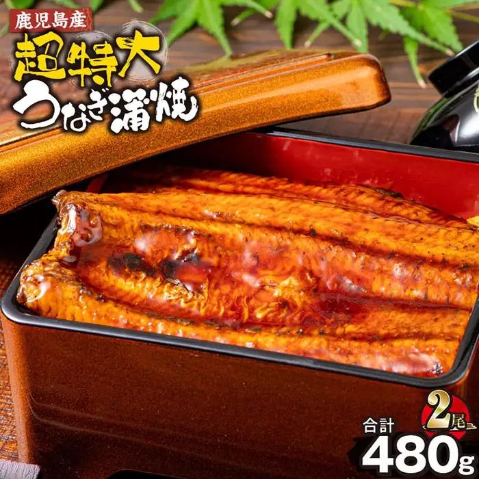 鹿児島産 超特大 うなぎ 蒲焼 ( 無頭 ) (計480g以上・240g以上×2尾) 鰻 蒲焼き 真空パック【株式会社財宝】A1042