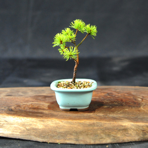 赤石の泉 赤石五葉松（鉢植え） F-151