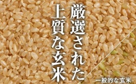 【 令和7年産 先行予約 】 魚沼産コシヒカリ 玄米選別品 5kg×6回（計30kg） 定期便 隔月お届け