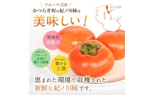 【先行予約】紀の川柿 （果実の中身が黒い！黒蜜柿）希少栽培！ 秀品６個～９個 こだわり農家厳選！【2026年10月上旬から11月上旬頃発送】/ 和歌山県 かつらぎ町 カキ 柿 紀ノ川柿 秀品 紀の川柿