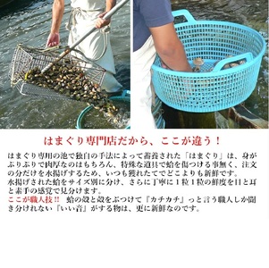 三重県・畜養はまぐり 3㎏　ハマグリ 蛤 お吸い物 焼きはまぐり 焼き蛤