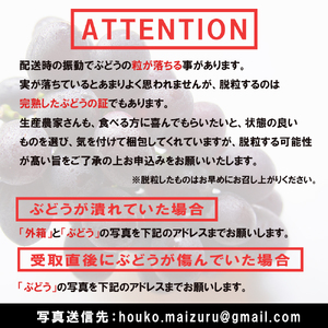 アルギット葡萄 3房 シャインマスカット×2房 種無しピオーネ ×1房 1.5kg以上 ぶどう 葡萄 シャインマスカット ピオーネ