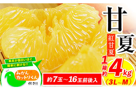甘夏 訳あり 4kg 甘夏