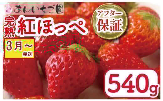 いちご 紅ほっぺ 2パック 540g ( 2026年 3月 発送開始 )  期間限定 人気 果物 フルーツ 新鮮 旬 冬 春 ケーキ ショートケーキ デザート ギフト 贈り物 贈答 イチゴ 苺 ストロベリー 徳島県 吉野川市 あんいちご園