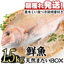 【ふるさと納税】鮮度が命！鮮魚問屋が厳選した『天然真鯛』(1-2尾・総量1.5kg以上) 魚 魚介類 鮮魚 海鮮 煮つけ 塩焼き【江川商店】【0203205a】