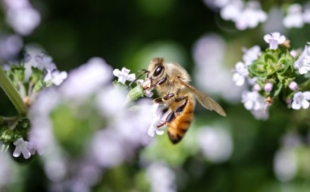 日本一の白樺美林平庭高原国産天然はちみつ（百花・とち）600ｇ×2本セット