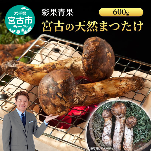 宮古の天然まつたけ600ｇ 宮古産 まつたけ 天然まつたけ きのこ 野菜 贈答用 木箱