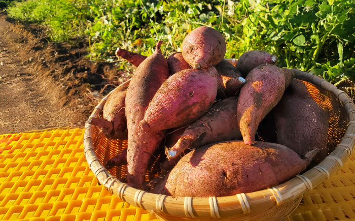 島の元気なさつまいも!ねっとり甘い『紅はるか』3kg 五島市/あわたに農園 [PGO001]