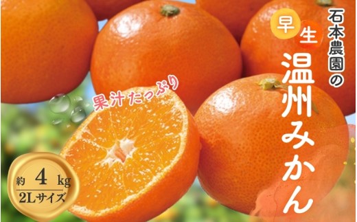 2Lサイズ 石本農園の早生温州みかん約4kg【11月下旬から12月末頃までに順次発送】 / みかん ミカン 蜜柑 温州