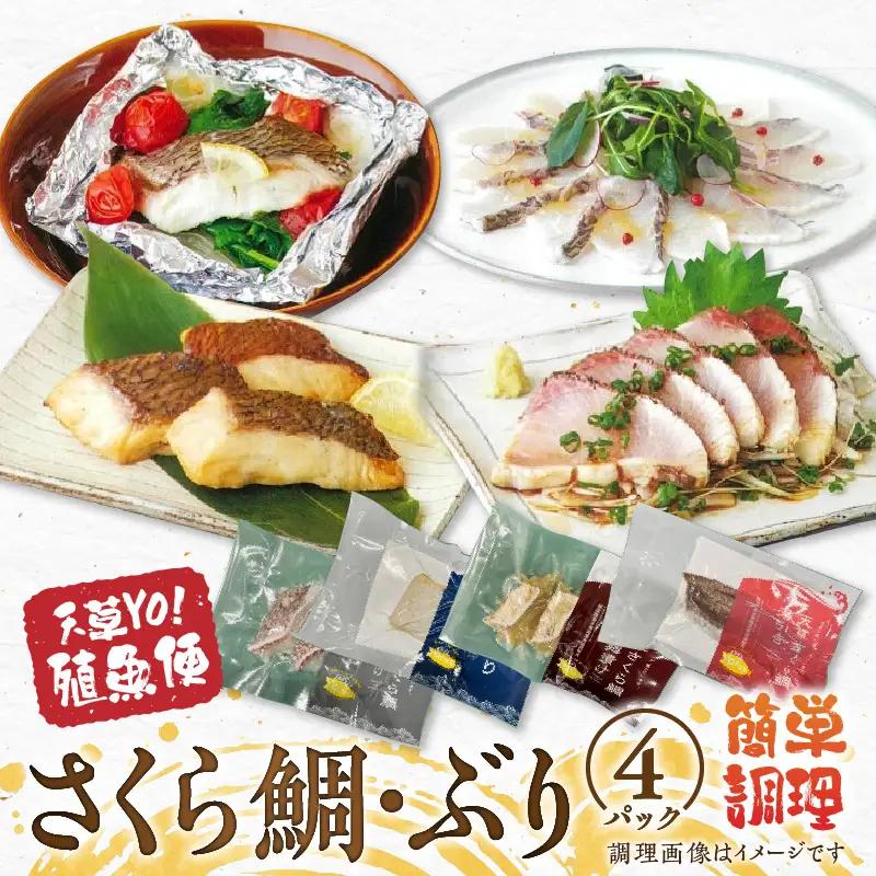 S042-004A_天草YO！殖魚便 ぶり さくら鯛