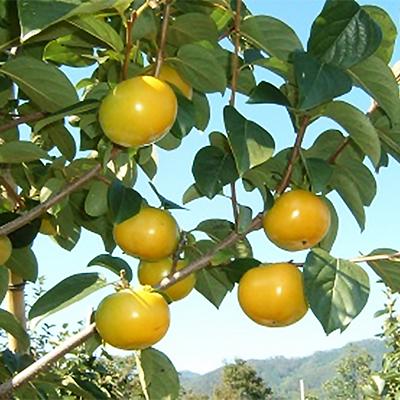 ふるさと納税 津山市 【先行受付】津山産高級大甘柿　太秋大甘柿 |  | 02