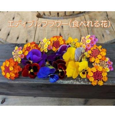 ふるさと納税 桂川町 季節のエディブルフラワー50輪おまかせ