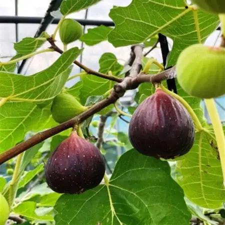 【ハウス栽培】和歌山県産樹上完熟いちじく12玉入り(日高町)【配送不可地域：離島・北海道・沖縄県】【1618676】