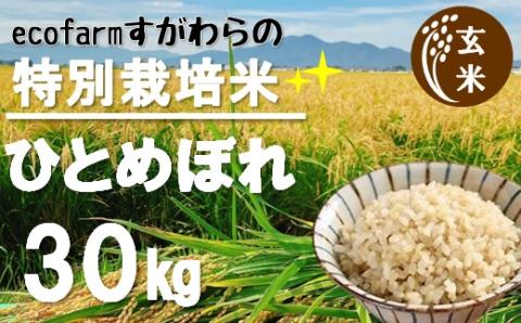 【令和5年産・玄米】ecofarmすがわらの特別栽培米ひとめぼれ30kg