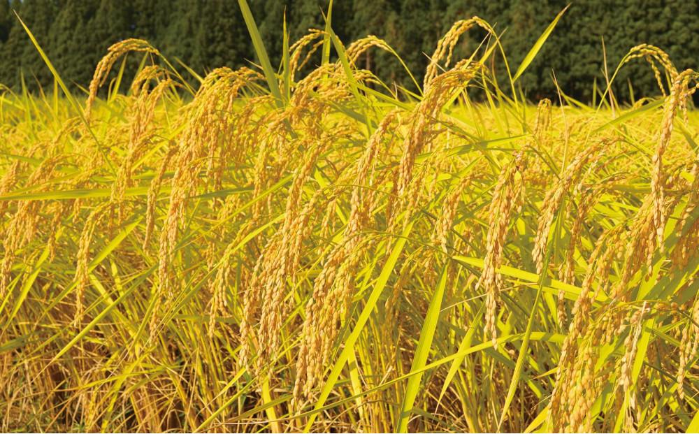 【3ヶ月定期便】令和7年産新米 中魚沼産「新之助(しんのすけ)」5kg×全3回