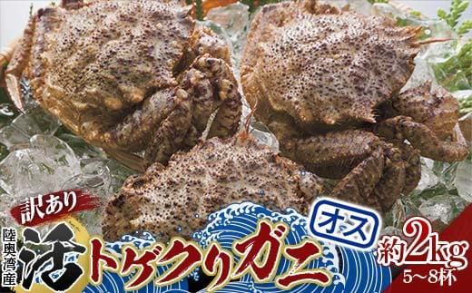 
            《訳あり》青森県 陸奥湾産 活トゲクリガニ(オス) 約2kg (5～6杯) 【琉宝丸】 漁師直送 かに カニ 蟹 魚介 青森 青森県 東北 むつ湾 F21J-179
          