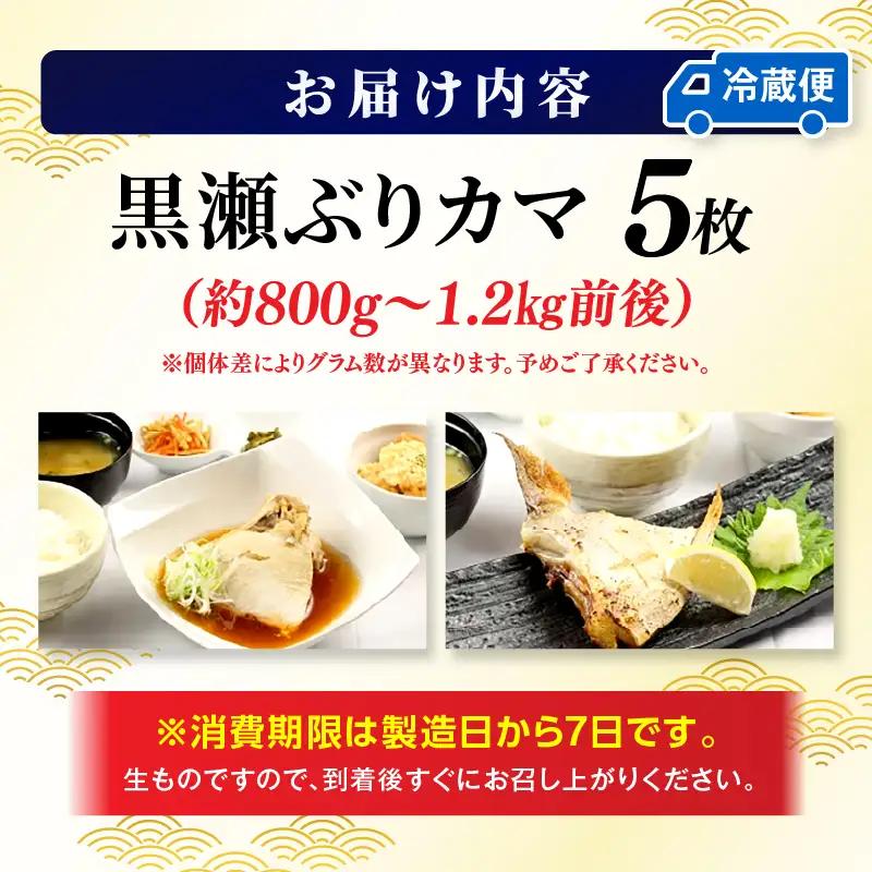 ＜2026年12月発送＞活じめ！黒瀬ぶりカマ（5枚入）（800g～1.2kg前後）_K001-015-12