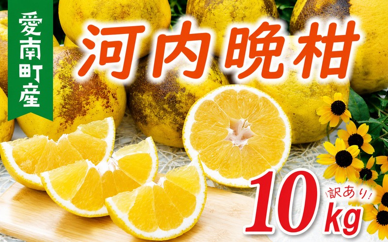 
                  数量限定 訳あり 河内晩柑 樹齢 30年以上 10kg （ サイズ ミックス ） 7000円 みかん mikan 蜜柑 ミカン わけあり かわちばんかん 愛南ゴールド あいなん ゴールド 文旦 派生 グレープフルーツ 和製 産地直送 国産 農家直送 期間限定 特産品 ゼリー ジュース アイス 等に 人気 さわやか 甘い フルーツ 果物 柑橘 蜜柑 規格外 果樹園みどり 愛南町 愛媛県
                