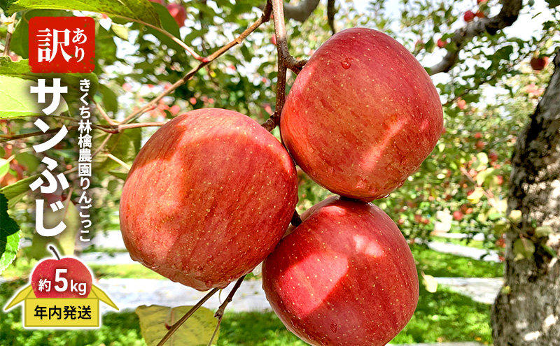 
            【年内発送】きくち林檎農園りんごっこ 家庭用 大玉 サンふじ 訳あり 約5kg
          