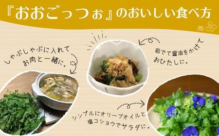 【定期便6回】飛騨高山野菜『おおごっつぉ』詰合せ 葉物野菜 葉物 ミックスリーフ わさびな フラワーサラダ 無農薬野菜 無農薬 HS100