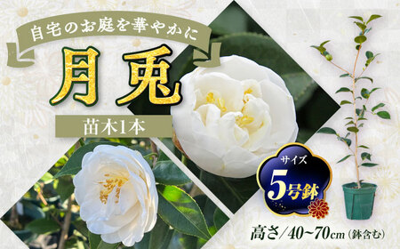 椿 「月兎-つきうさぎ-」 5号鉢 苗木 / 植物 最新椿 花 苗 鉢植え / 稲沢市 / 椿園株式会社 [BMBI009]