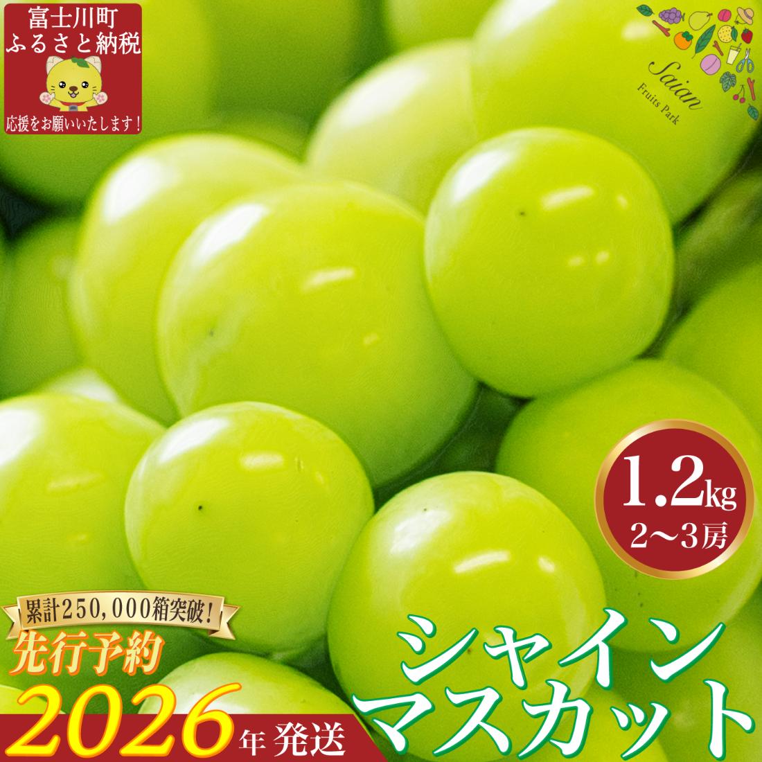 【2026年発送分 先行予約】 シャインマスカット1.2kg（2～3房） 8月中旬以降発送予定 フルーツ 山梨県産 果物 シャイン マスカット ぶどう ブドウ 大粒 種なし 産地直送  富士川町 先行予約（A5302）