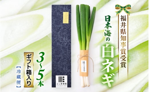 福井県知事賞受賞！日本海の白ネギ（ギフト箱） 3本～5本 【長ネギ 長ねぎ 葱 長葱 白葱 野菜 鍋 贈答 ギフト】 [A-2610]