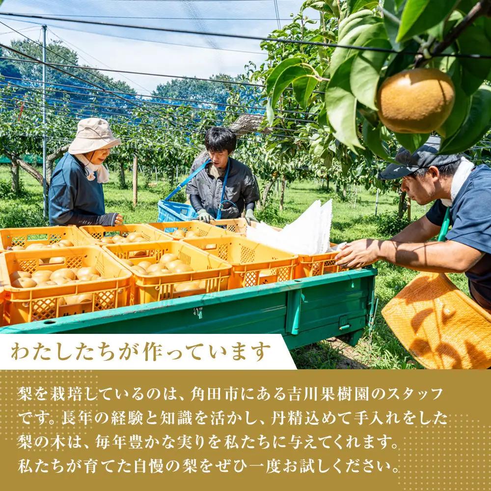 【2026年分先行予約】 梨 幸水 約５kg（10～14玉）8月下旬～順次発送【吉川果樹園】 ｜ 梨