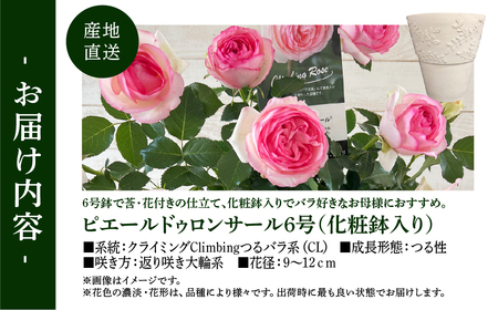【母の日】バラ 花鉢 6号 ピエール・ドゥ・ロンサール 産地直送 [5月7日～10日 お届け] 四季咲き 花 ガーデニング 生産量 日本一 天皇杯 ※沖縄 離島配送不可 薔薇 セントラルローズ [mt