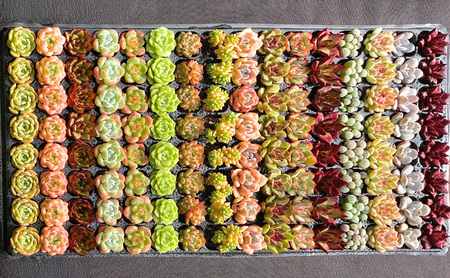 【ふるさと納税】 多肉植物 エケベリア セダム 315株 土付き セット 切苗 詰め合わせ 癒しのおしゃれインテリア 観葉植物 ガーデニング ミニグリーン 千葉県 成田市