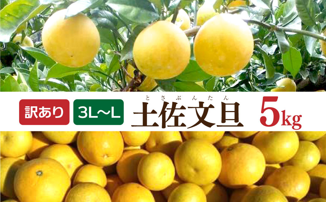
                  【先行予約】土佐文旦 文旦 訳あり 大玉入り 5kg 5キロ 3L～L 〈2027年2月～発送〉ぶんたん  フルーツ  みかん 果物 く 柑橘類   ご自宅用 お取り寄せ 国産【松岡ぶんたん園】 [BQBE001]
                