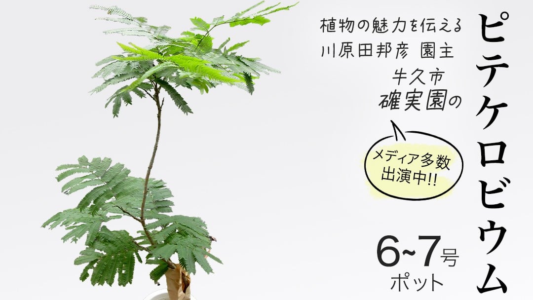 
            ピテケロビウム 6号～7号ポット 1点 家庭 で 園芸 鉢植え 苗 庭木 果樹 ガーデニング 植物 確実園 観葉植物 インテリア 植木鉢
          