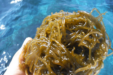 「イトサン」生もずく1.5kg（500g×3袋）