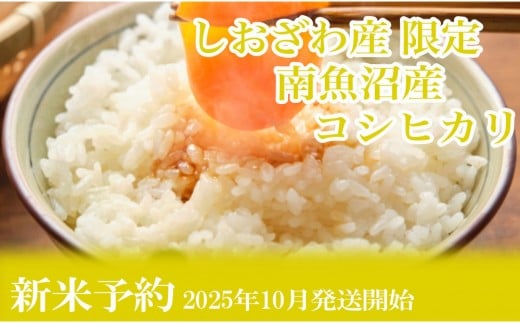 【新米予約・令和7年産】定期便６ヶ月：精米10kgしおざわ産限定 南魚沼産コシヒカリ【2025年10月上旬より順次発送予定】