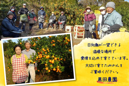 【期間限定発送】 みかん 5kg コクのある甘さ うまぁ〜い！！青島晩生温州みかん 2L [黒田農園 宮崎県 日向市 452061302]