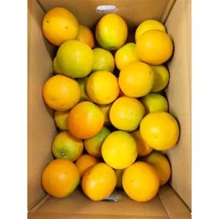 【2026年6月下旬頃発送】秀品　希少な国産バレンシアオレンジ　5kg【日高町】【配送不可地域：離島】【1216979】