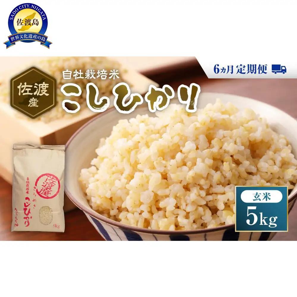 自社栽培米佐渡産こしひかり（玄米5kg）6カ月定期便