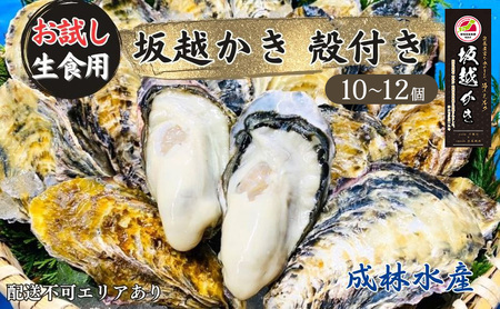 牡蠣 生食用 お試し 坂越かき 殻付き 10～12個 成林水産 [ 生牡蠣 真牡蠣 かき カキ 一人暮し 冬牡蠣 ] 魚貝類 名水百選 天然記念物 生島樹林 栄養 海 ミルク 濃厚 旨味 厳選 新鮮 