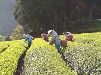 12-6 生粋川根茶 澤本園 ふるさとありがとう8