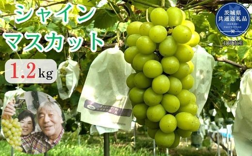 【2026年発送】 開田ぶどう園 シャインマスカット 1.2kg （茨城県共通返礼品・石岡市産） ／ シャインマスカット ぶどう 葡萄 ブドウ 果物 フルーツ
