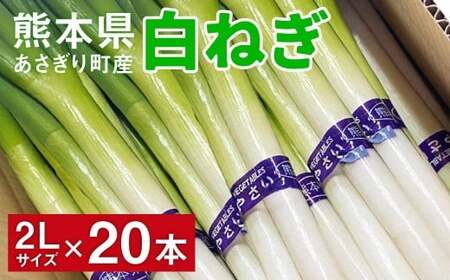 熊本県あさぎり町産　白ねぎ「球磨美人」2Lサイズ×20本　お届け時期：2025年11月下旬より順次発送　【白葱／白ネギ／長ねぎ／長葱／長ネギ】